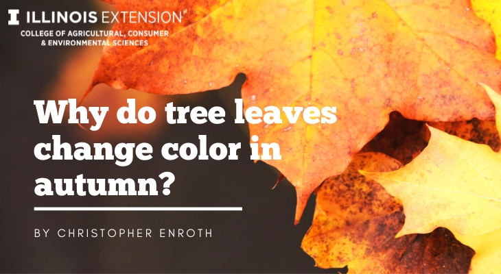 Why do tree leaves change color in autumn?: University of Illinois Extension